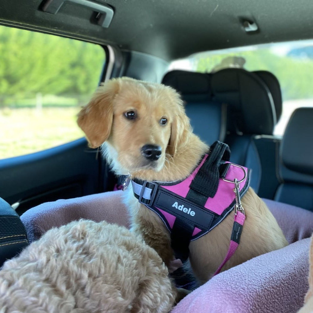 PawPilot™ No-Pull Dog Harness - Free for Personalized