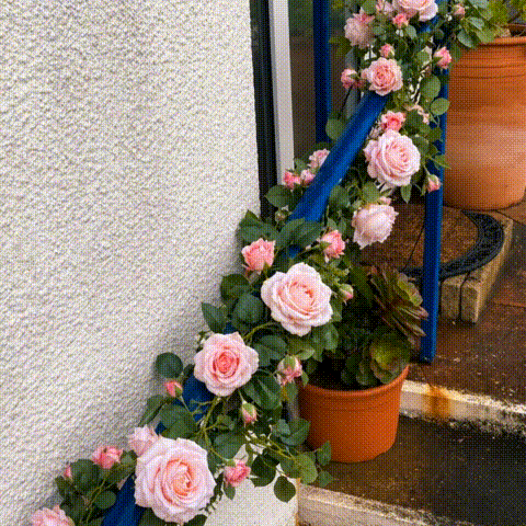 Easy Installation Rose Vine
