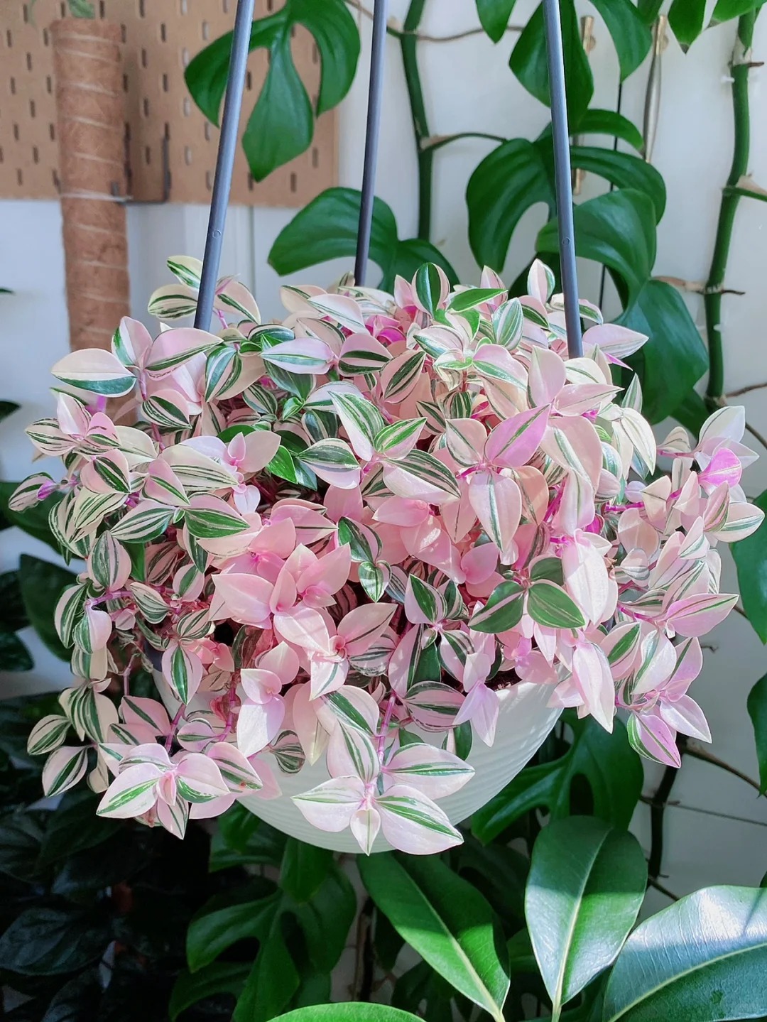 🎁Last Day 70% OFF🌿 Pink Heart Plant — Easy Care & Stunning Color! 🩷