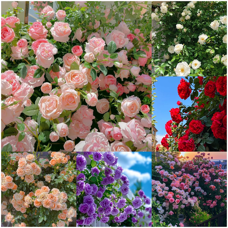 🌹CLIMBING ROSE SEEDS - LUCK RISES
