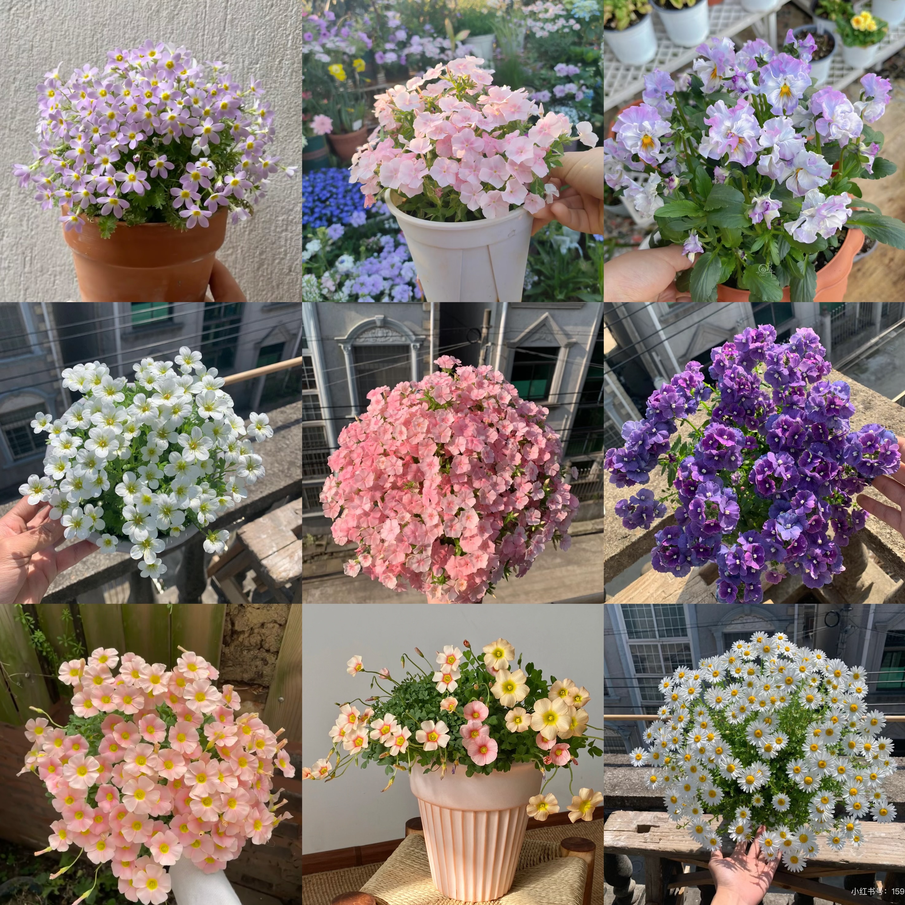 🎄🌱Christmas Plantable Seed Cards - Send blessings and plant a hope🌼