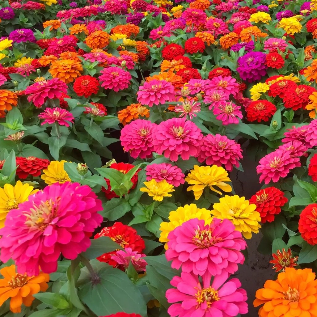 Zinnia Seeds??????? Rich colors