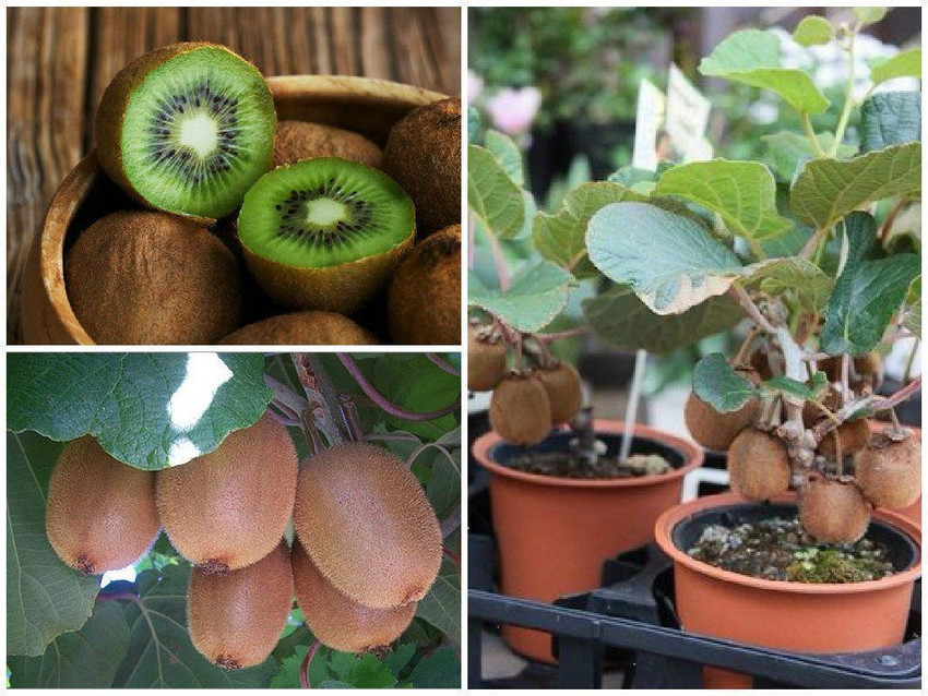 Sagarvanshi Kiwi Fruit Seed Seed Price in India - Buy Sagarvanshi Kiwi  Fruit Seed Seed online at Flipkart.com