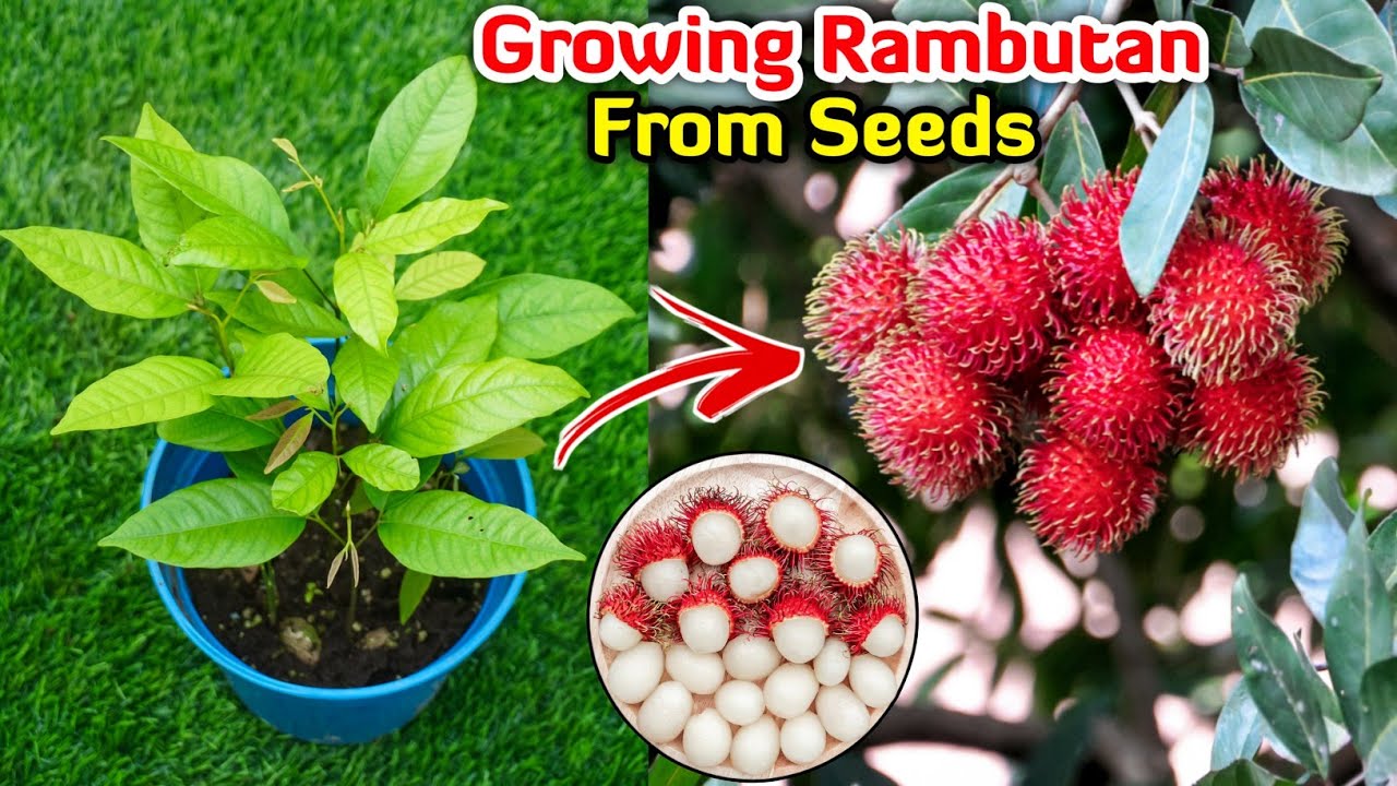 How to Propagate Rambutan from Seeds | Rambutan Plant from Seed | Rambutan  Fruit