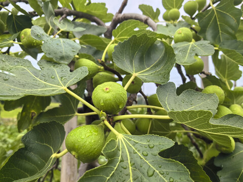 无花果树种植素材-无花果树种植图片-无花果树种植设计模板-昵图网