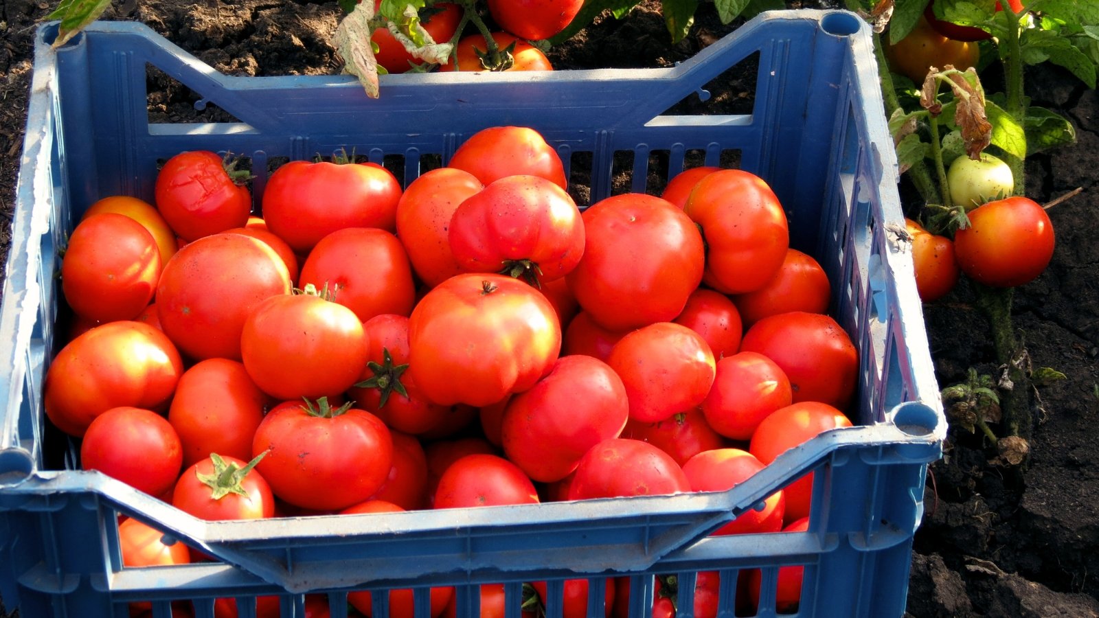 A collection of 'Pink Brandywine' tomatoes, all in red hues, fills a blue tray.