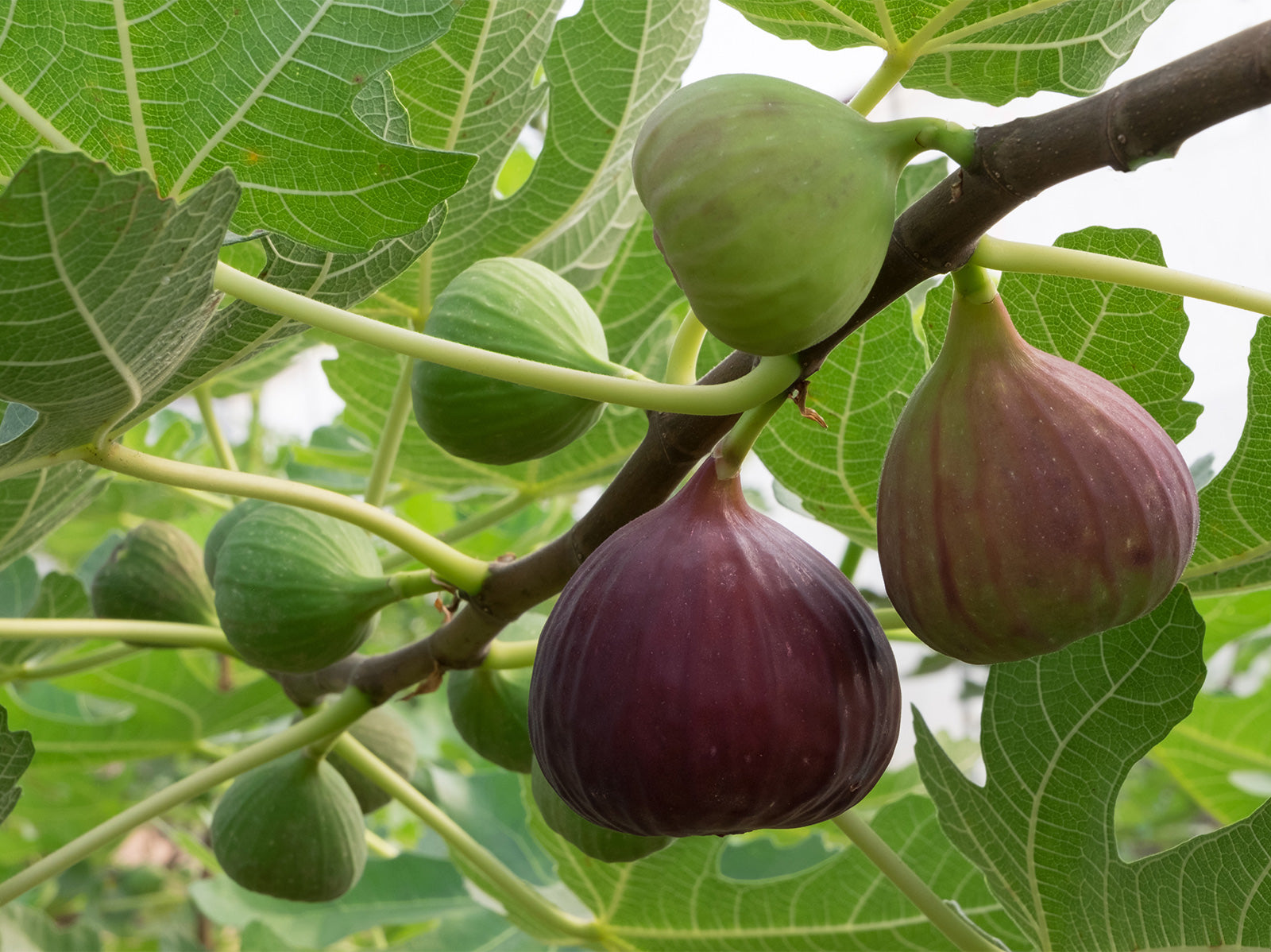 Common Fig Ficus carica 100 Seeds USA Company – R&B Floridaseeds
