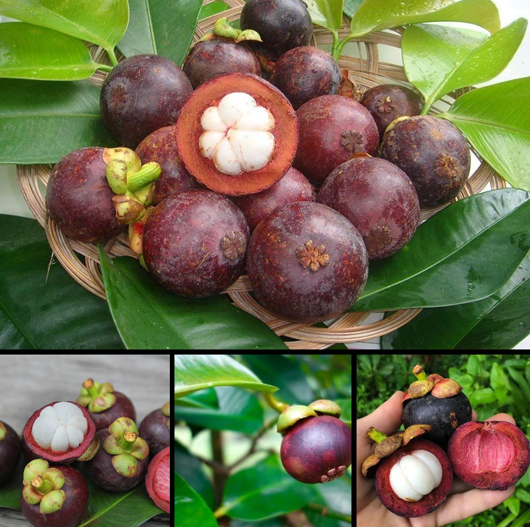 Mangosteen Fruit Plant {Garcinia Mangostana}