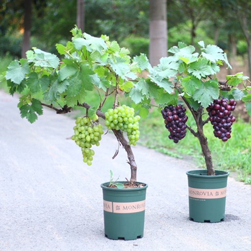 🍇Giant Grape Tree Seeds👍Thin-skinned, seedless and juicy