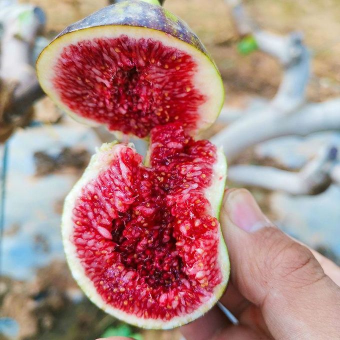 Generic High Quality Fig Seeds for Planting (200 seeds/bag, ) Tropical  Fruit Seeds Ficus Carica Bonsai Fruit Tree Seeds @ Best Price Online |  Jumia Kenya