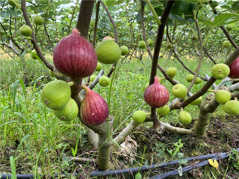 坦洲无花果飘香快乐小伙务农忙