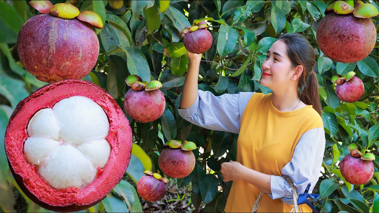 Early season of mangosteen | Juice purple mangosteen collect + eat |  Harvest fruit in my homeland - YouTube