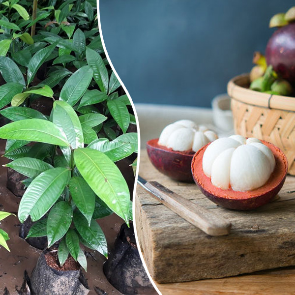 Buy Mangosteen (Garcinia Mangostana) Fruit Plant | Kerala Nursery