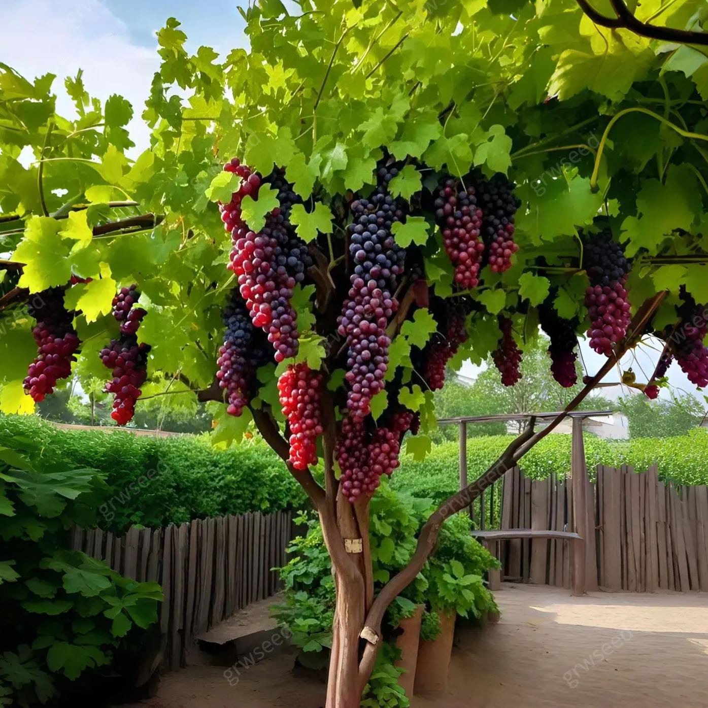🍇Giant Grape Tree Seeds👍Thin-skinned, seedless and juicy