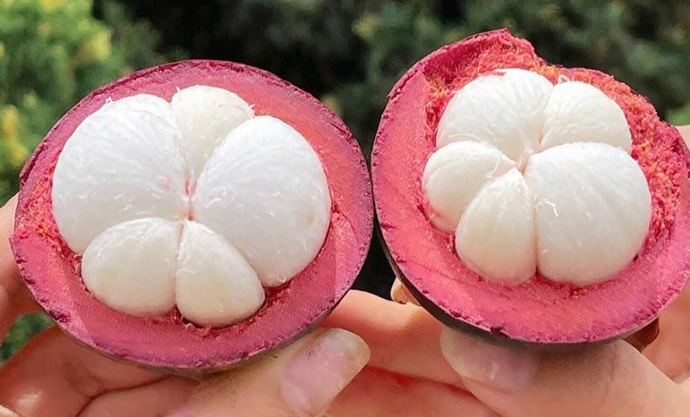 400 Pieces Mangosteen Fruit Seeds, Fruit Trees Buy Plant Pot Garcinia  Mangosteen, Mangosteen Seeds Garden Windowsill Decoration Indoor Savory  Plant Column Fruit Balcony Decoration Exotic : Amazon.de: Garden