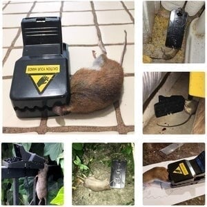 Highly Sensitive Reusable Mouse Trap🎉6 Pcs🎉-POIULTD