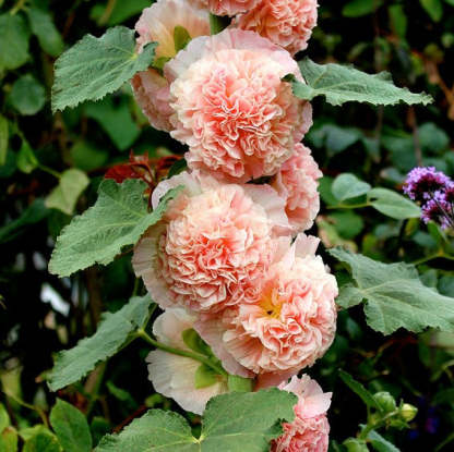 Double Hollyhock Seeds