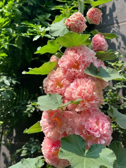 Double Hollyhock Seeds