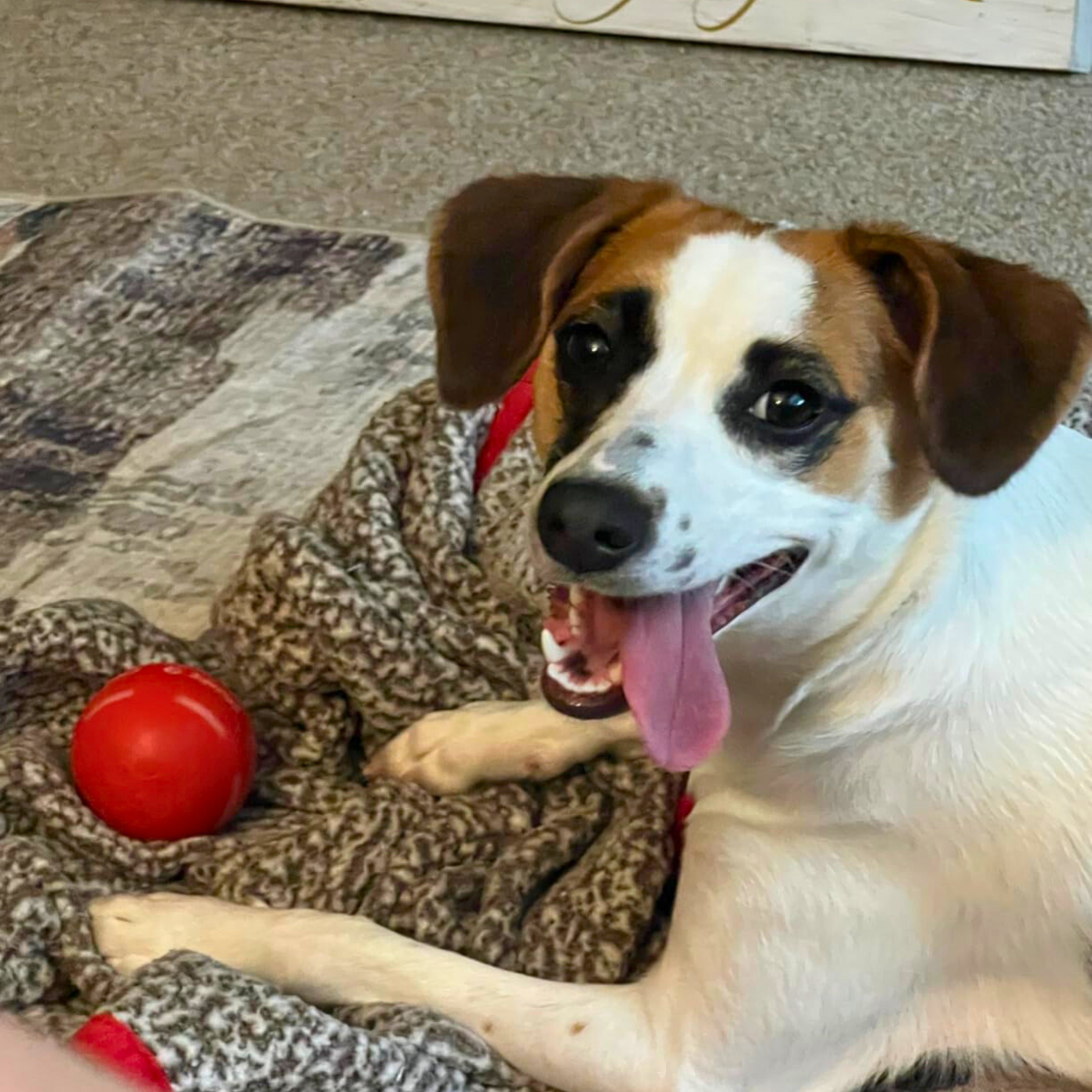 🔥This Week's Special Offer 49% OFF -Chewie Viral Bouncing Ball