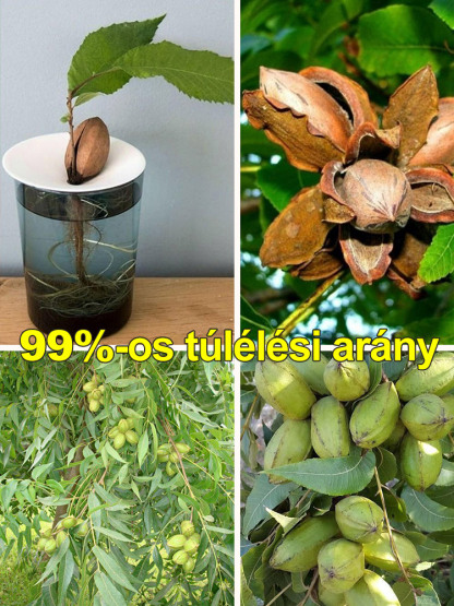 Importált pekándió magok az USA-ból, professzionálisan termesztve, garantáltan magas túlélési arány.