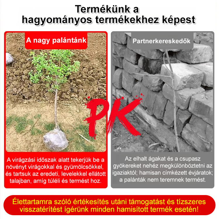 Amerikai import pekándió csemete