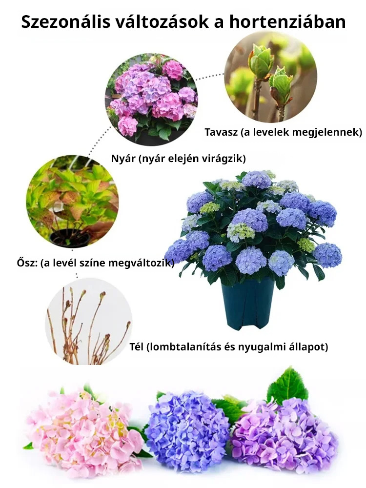 Hortenzia magok négy évszakban virágoznak.