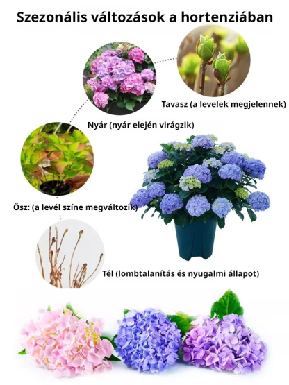 Hortenzia magok négy évszakban virágoznak.