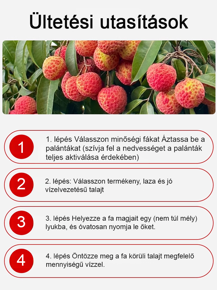 Ültesd el őket idén, és jövőre több licsi lesz, mint amennyit megeszel. 🥚✨ Válogatott licsi palánták! A gyümölcsök nagyobbak, mint egy tojás, sűrű hús! 99%-os túlélési arány!