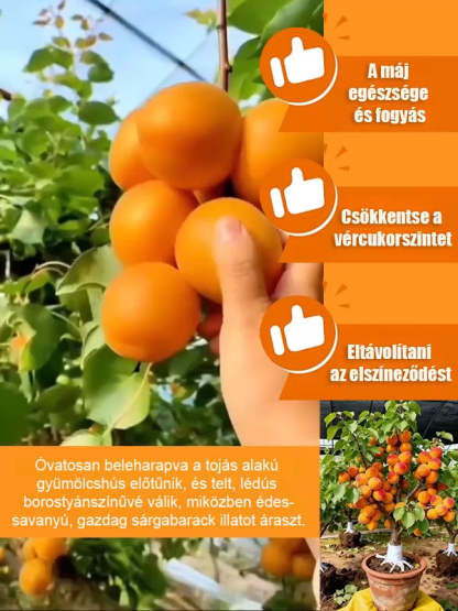 【Óriási császár kajszi】Bőségesen termő, könnyen élő kajszibarackfa csemete