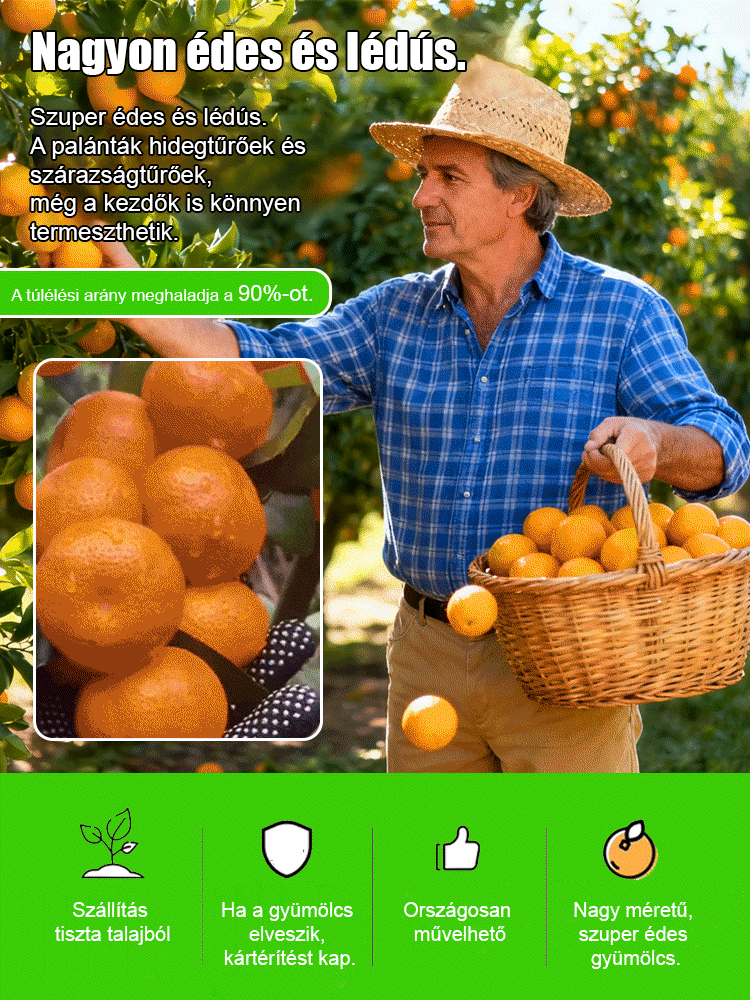 【Édes és lédús】 Az év gyümölcse egy cukornarancs csemete🍃A gyümölcsök kicsik, édesek és lédúsak, nem igényelnek hámozást, így tökéletesek otthoni ültetéshez.