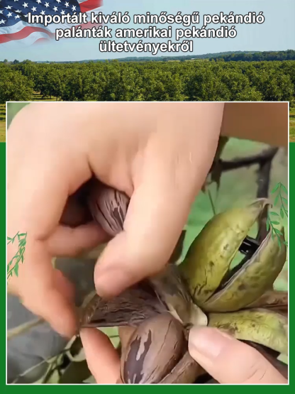 Importált pekándió magok az USA-ból, professzionálisan termesztve, garantáltan magas túlélési arány.