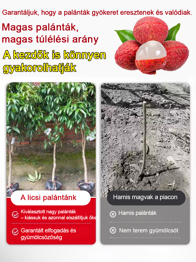 Ültesd el őket idén, és jövőre több licsi lesz, mint amennyit megeszel. 🥚✨ Válogatott licsi palánták! A gyümölcsök nagyobbak, mint egy tojás, sűrű hús! 99%-os túlélési arány!