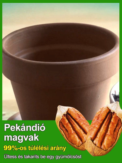 Importált pekándió magok az USA-ból, professzionálisan termesztve, garantáltan magas túlélési arány.