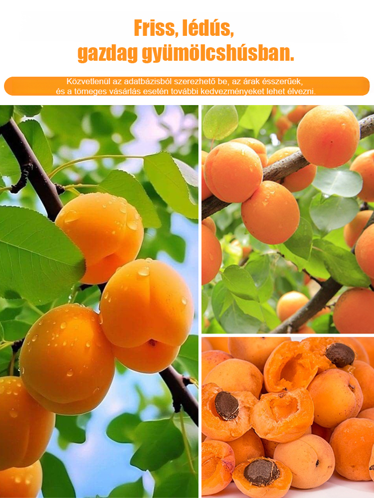 【Óriási császár kajszi】Bőségesen termő, könnyen élő kajszibarackfa csemete