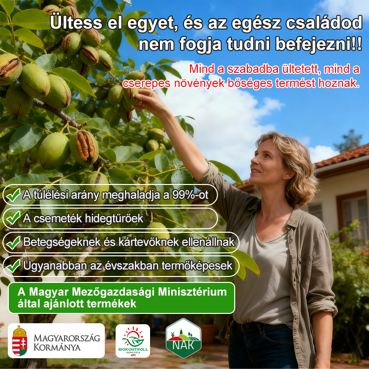 Amerikai import pekándió csemete