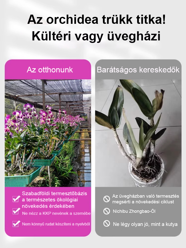  Illatos Dendrobium Orchidea Alvásjavító Légfrissítő Növény🌼  Akár két hétig is kibírja víz nélkül. Egész évben zöld marad. Virágzása hosszú ideig tart.