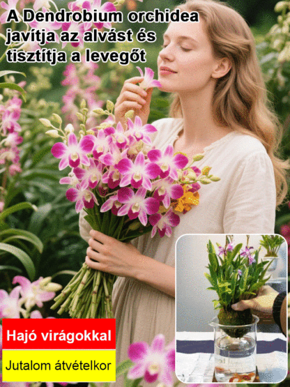  Illatos Dendrobium Orchidea Alvásjavító Légfrissítő Növény🌼  Akár két hétig is kibírja víz nélkül. Egész évben zöld marad. Virágzása hosszú ideig tart.