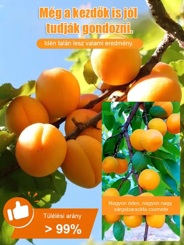 【Óriási császár kajszi】Bőségesen termő, könnyen élő kajszibarackfa csemete