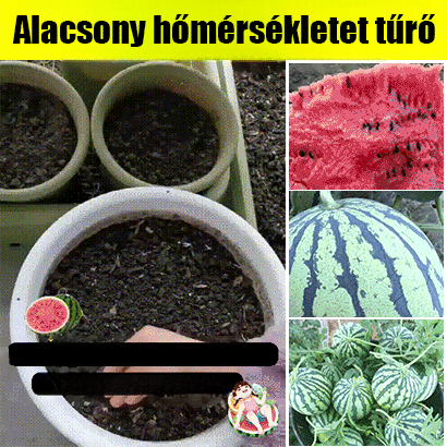 Kis görögdinnyemag. Gyümölcsök aprók, vékony héjúak, édesek és lédúsak