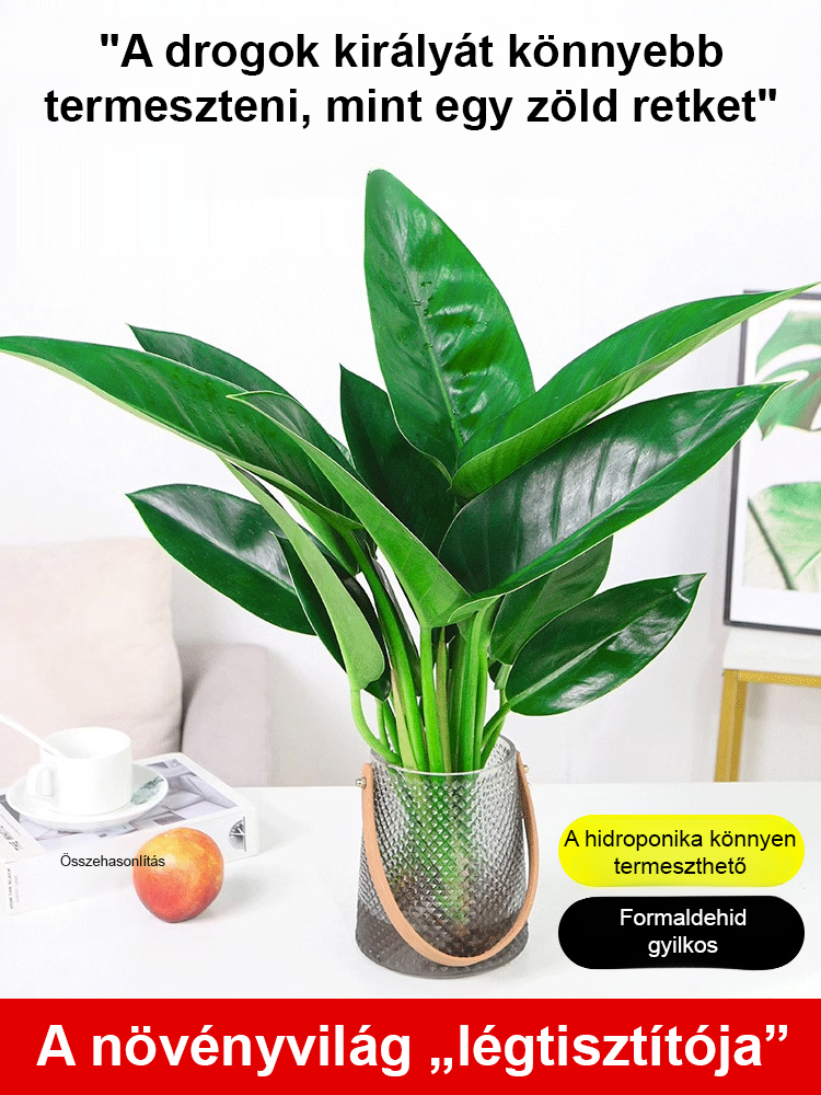 Tüdővédő aranygyémánt zöld növény