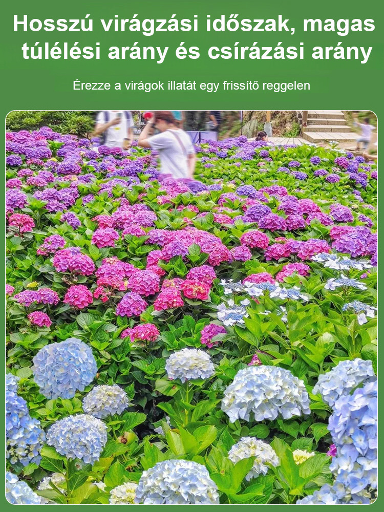 Hortenzia magok négy évszakban virágoznak.