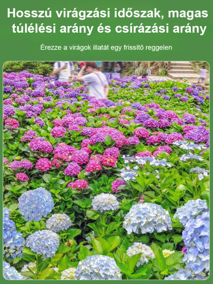 Hortenzia magok négy évszakban virágoznak.
