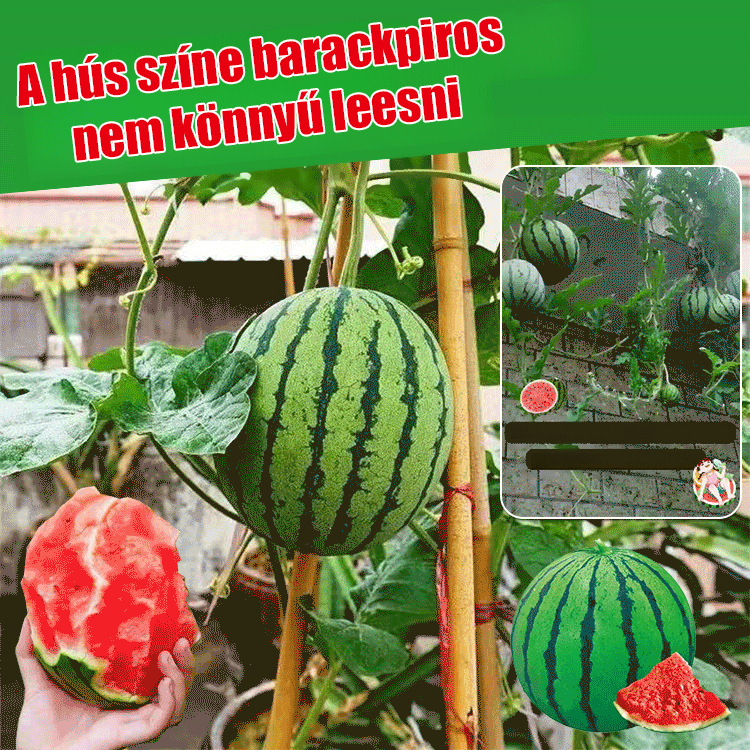 Kis görögdinnyemag. Gyümölcsök aprók, vékony héjúak, édesek és lédúsak
