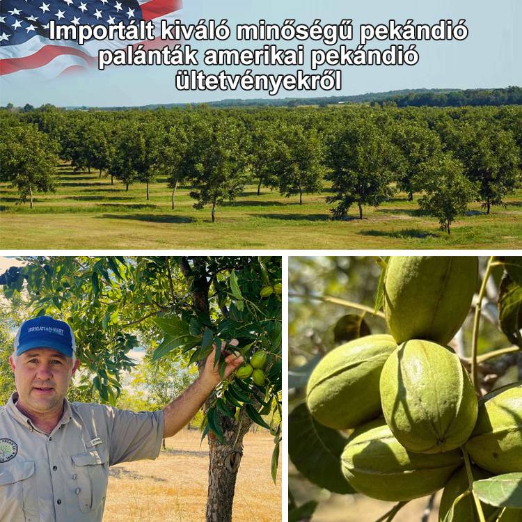 Amerikai import pekándió csemete