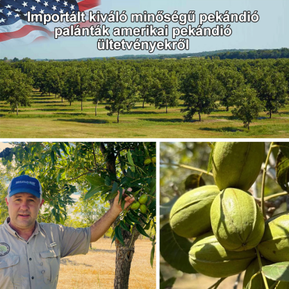 Amerikai import pekándió csemete