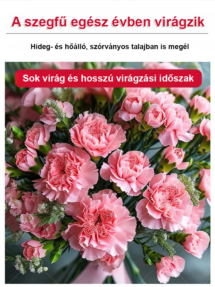 【Egész évben virágzó】dupla szirmú szegfűmagok