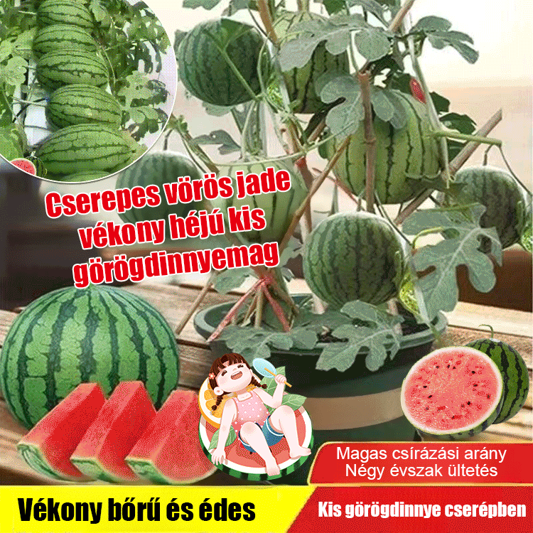 Kis görögdinnyemag. Gyümölcsök aprók, vékony héjúak, édesek és lédúsak