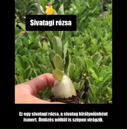 🌵【Sivatagi rózsa hagyma｜Még ha csak félévente öntözi is, a kezdő kertészek is élvezhetik a bőséges virágzást!】🌵
