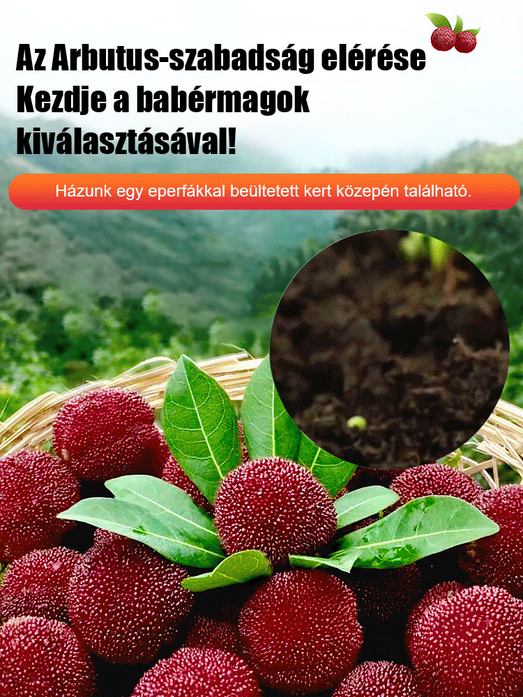 Dongkui babér magvak ültetése házi kertekben