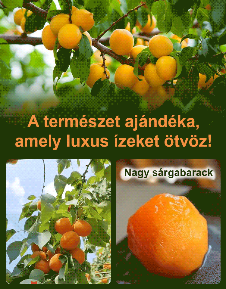 Savanykás és édes cukormentes sárgabarack aszalvány 🍑100% Természetes & Cukormentes!